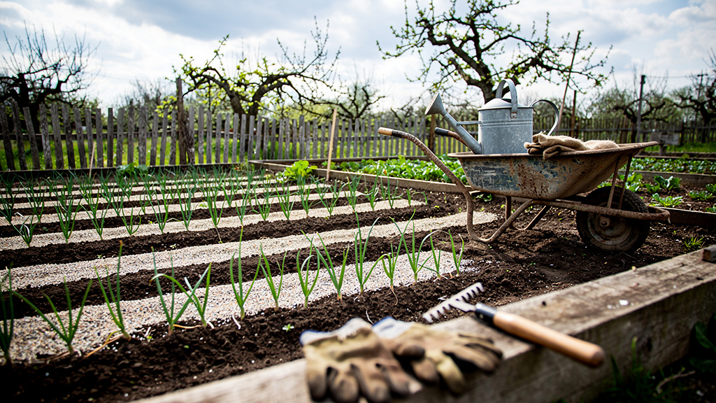 Иллюстрация: Подкормка лука и чеснока весной для крупной головки