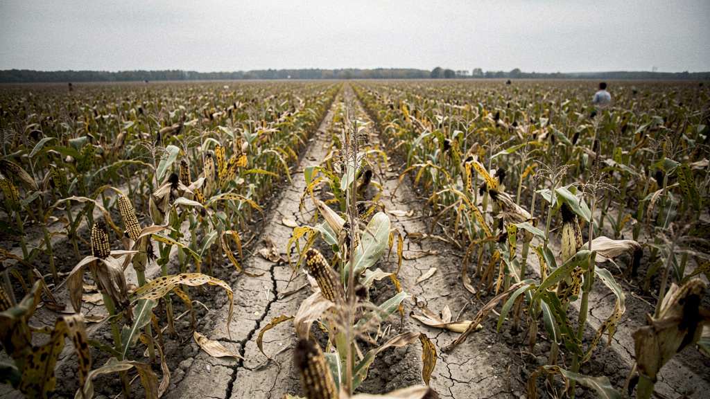 Иллюстрация: Болезни кукуруза: описание, фото и лечение