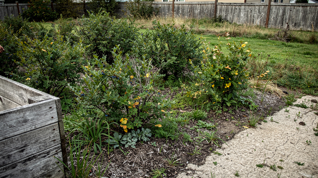 Иллюстрация: Почему не плодоносит голубика: ищем причины