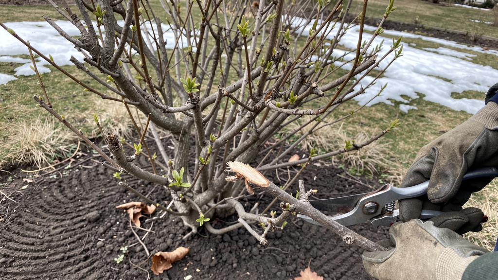 Уход за жимолостью весной: что делать после зимы