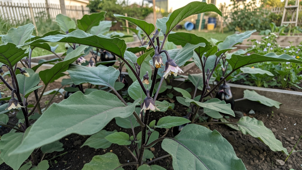 Куст баклажана с опадающими цветами без завязей
